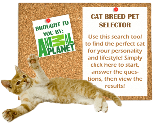 cat-breed-pet-selector