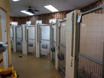 Some of the pet boarding kennels