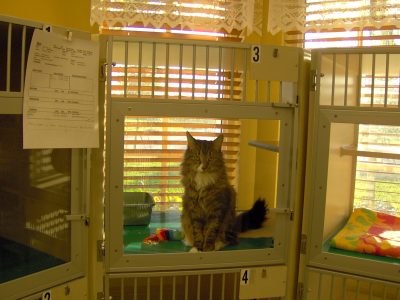 One of the cat boarding kennels. The kennel faces the window so they can look outside