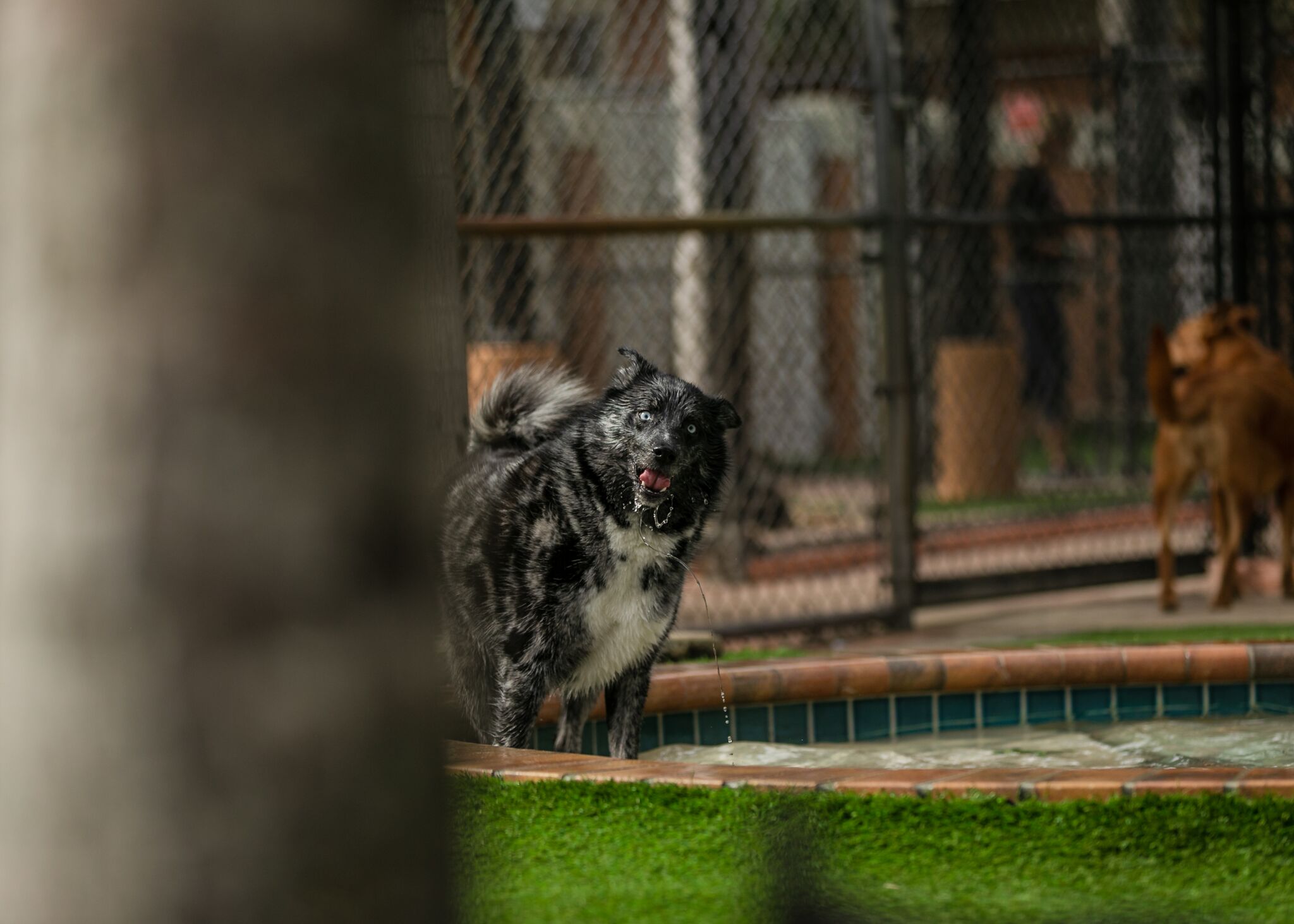 Pet Gallery Country Inn Pet Resort & Animal Hospital