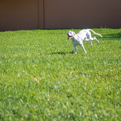 A white and brown dog running happily through a field