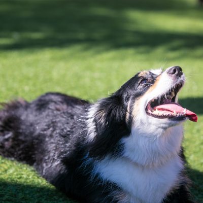 A black and white dog laying down in the grass with his tongue out