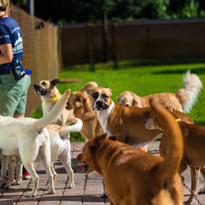 A group of dogs following a team member