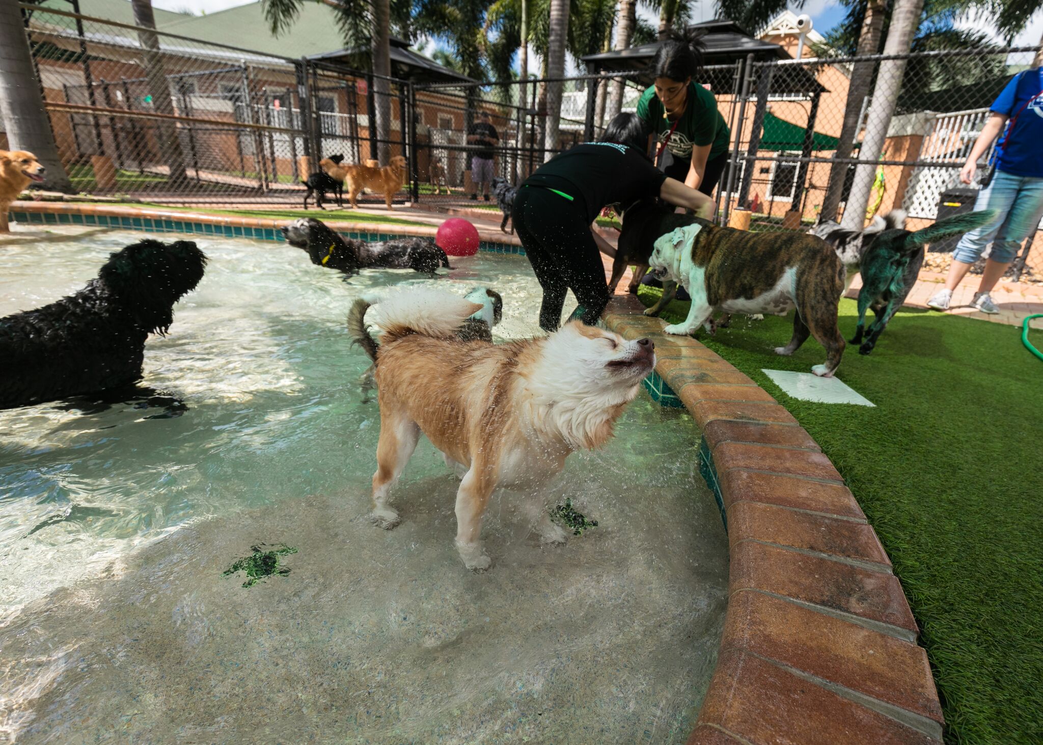 Veterinarian FL Fort Lauderdale Country Inn Pet Resort Local Animal Hospital